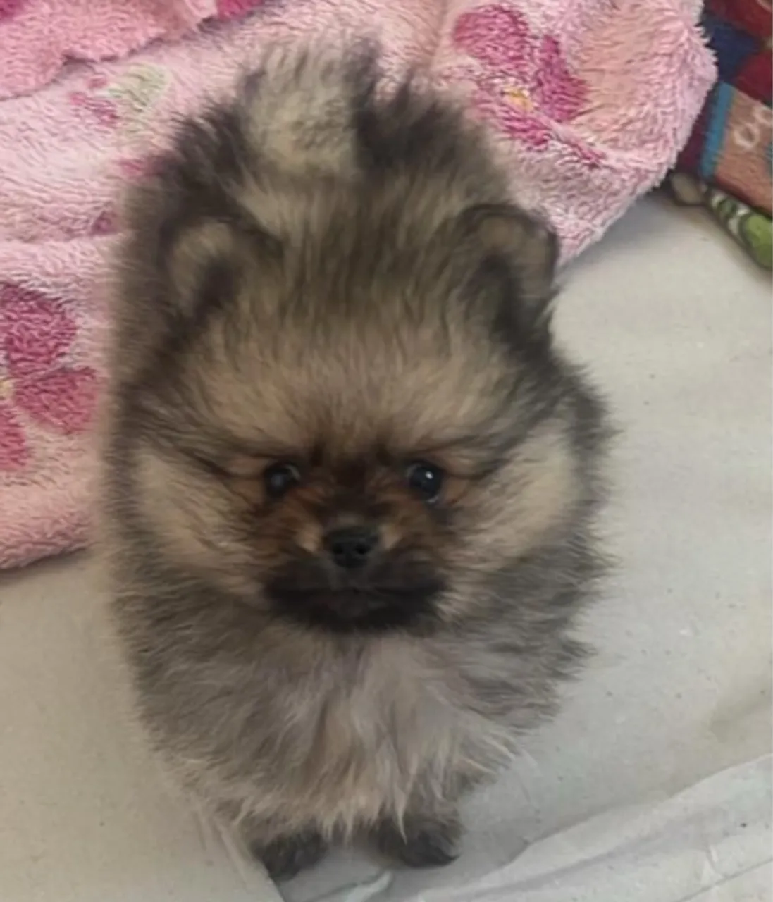 Lulu da pomerania macho anao