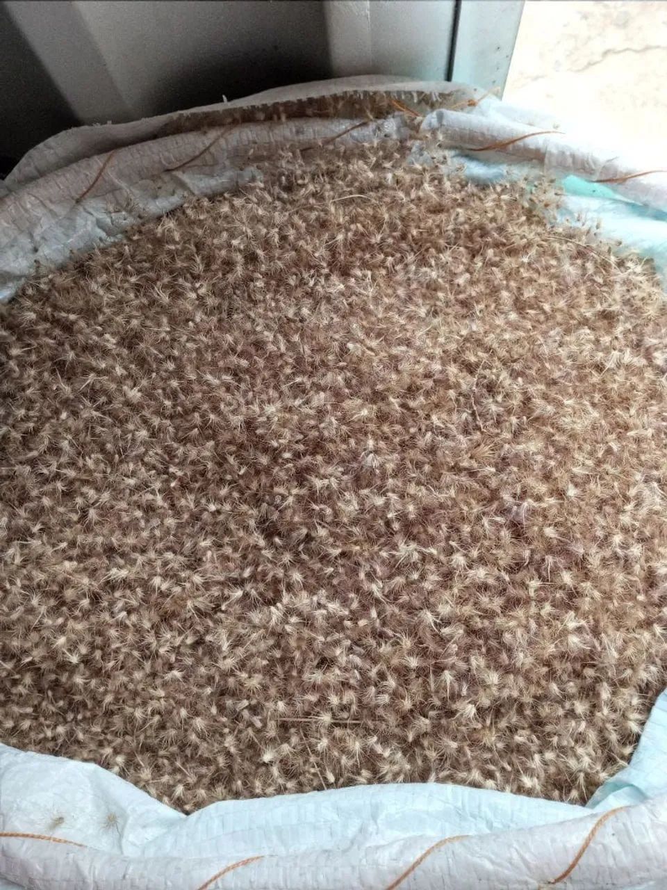 Sementes de capim buffel aridus.  - Foto 4