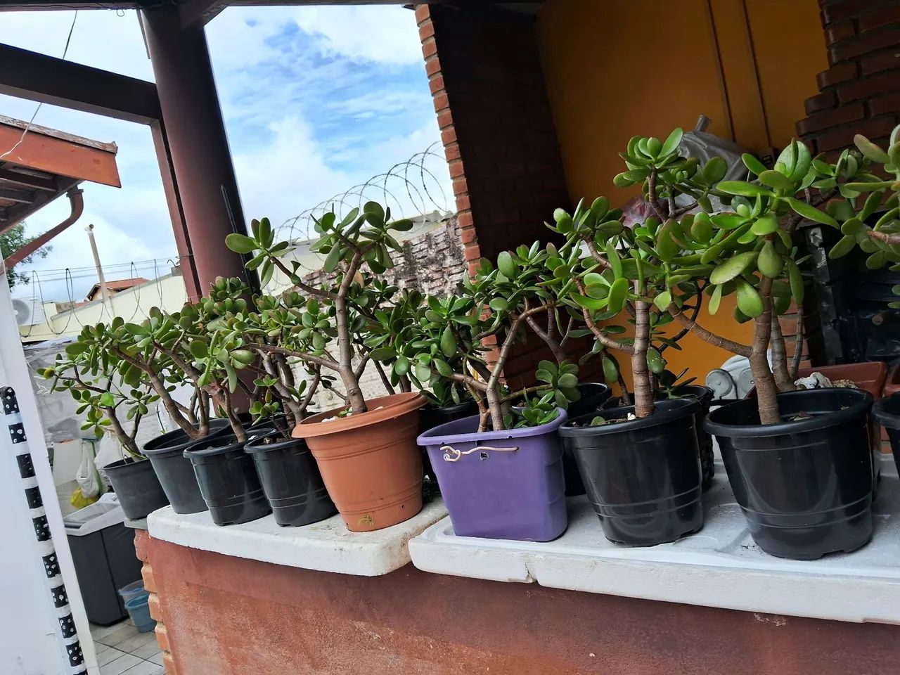 Planta em vaso, zamioculcas e jade,  atrai prosperidade,  riqueza, intuição  - Foto 4