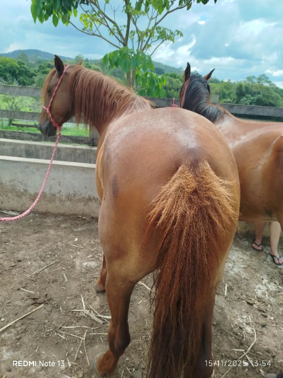 Cavalo - Foto 5
