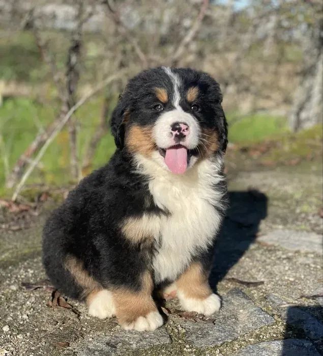 Bernese Mountaing dog Bolinhas de Energia e Amor!