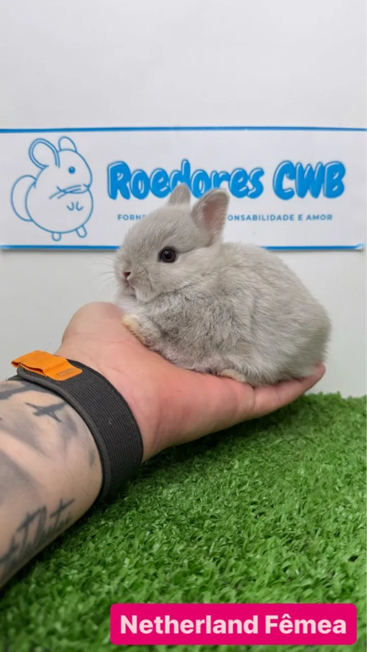 Filhotes das menores raças de coelhos do mundo (Roedores CWB)