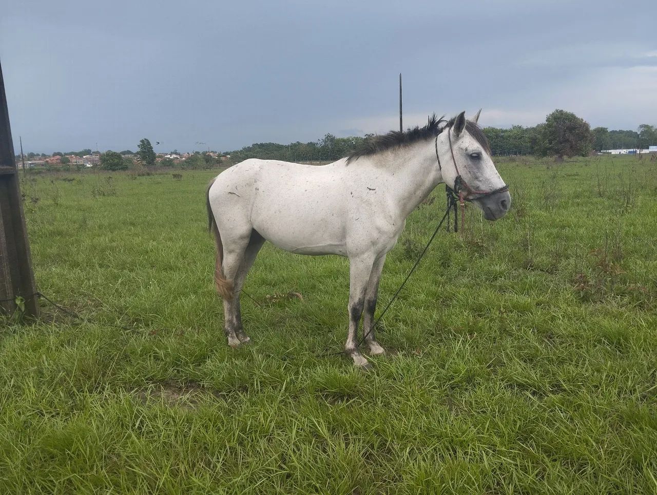 Cavalo branco para venda - Foto 4