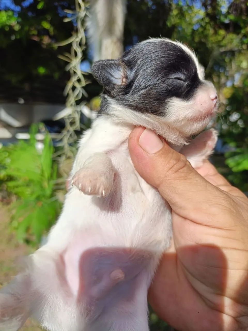Chihuahua  - Foto 5