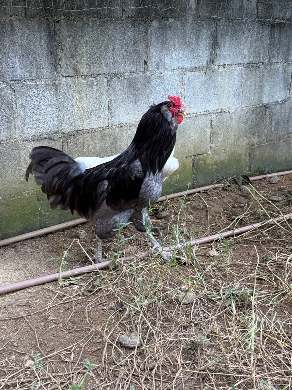 Galo ameraucana