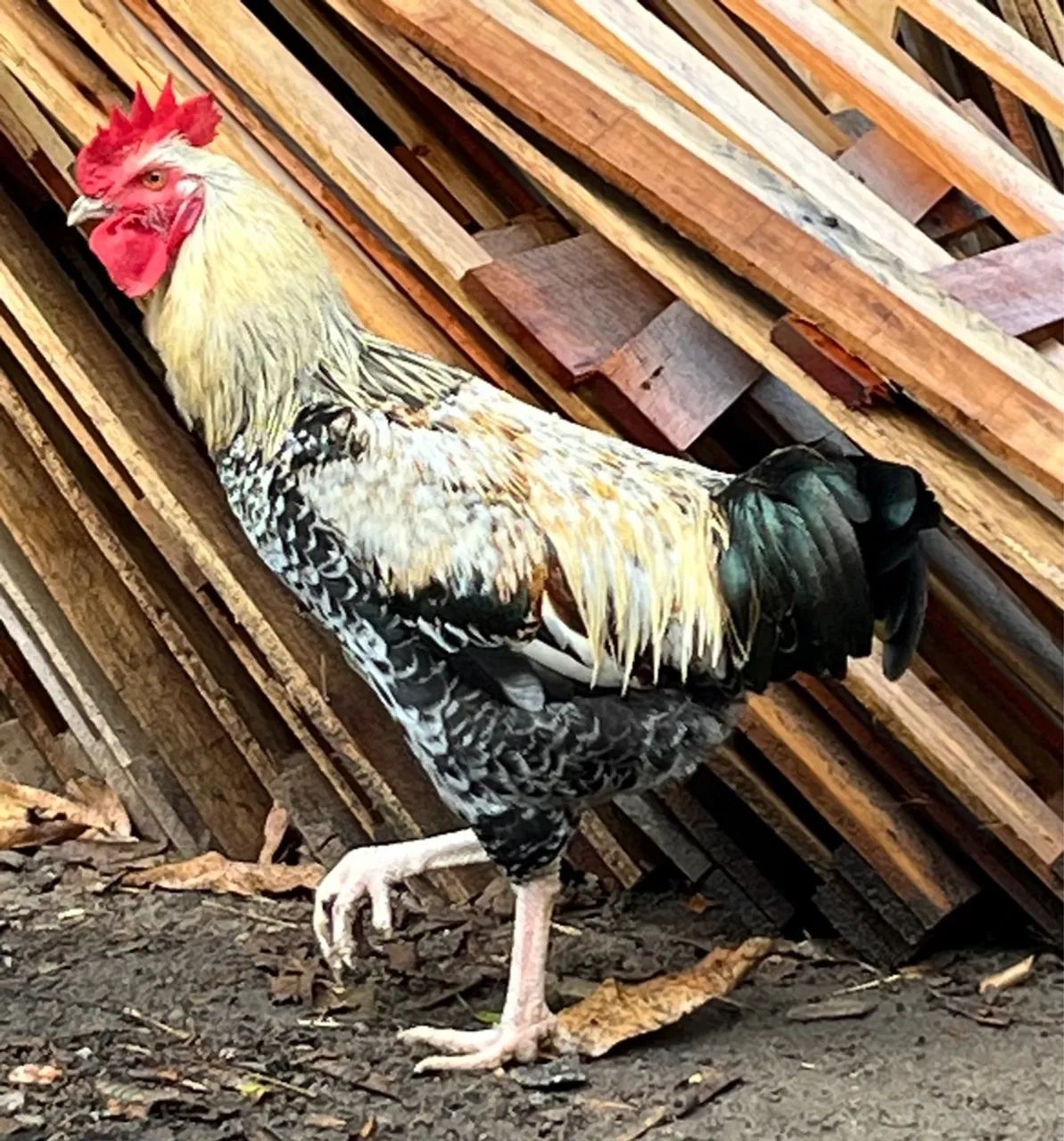 Galo bonito e saudável para venda