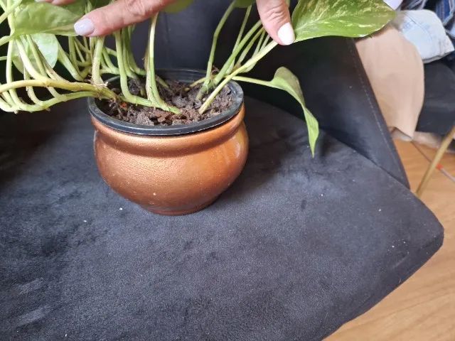 Jarro com planta - Foto 2