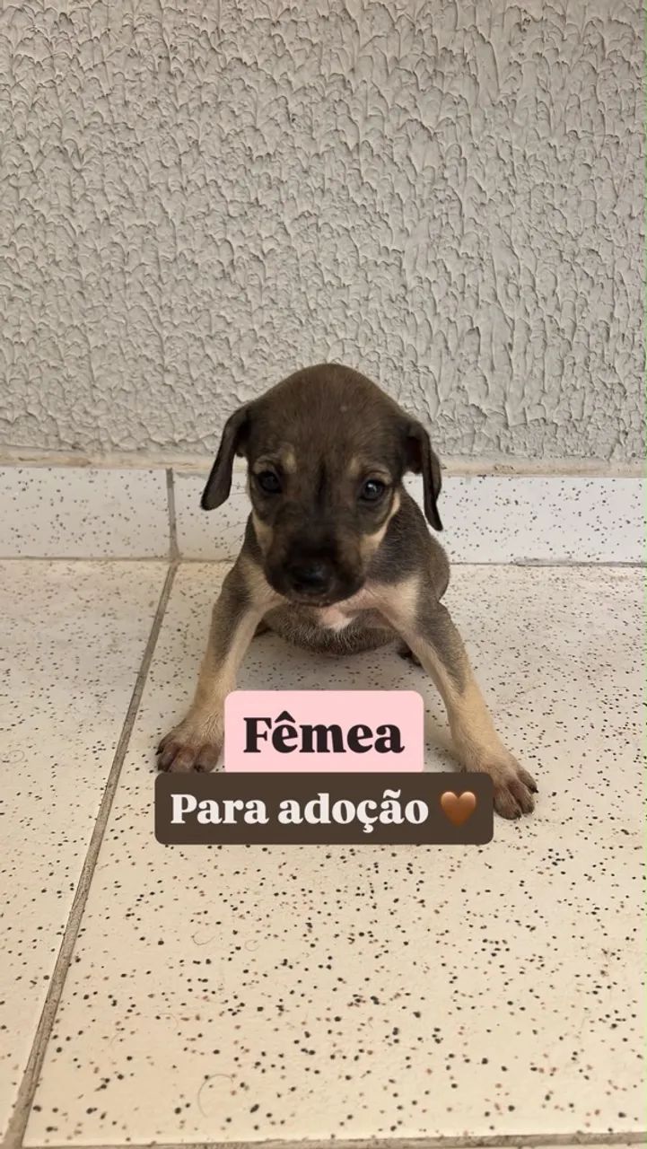 Cachorrinhos para doação  - Foto 5