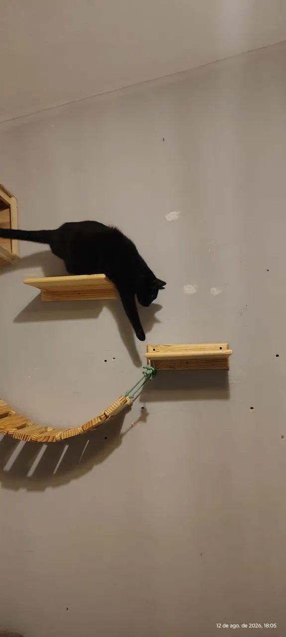 Kit para gatos. - Foto 2