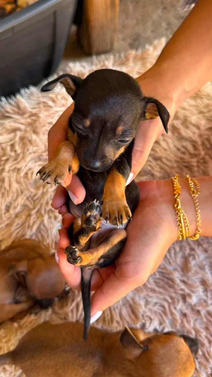 Pinscher macho - Foto 2