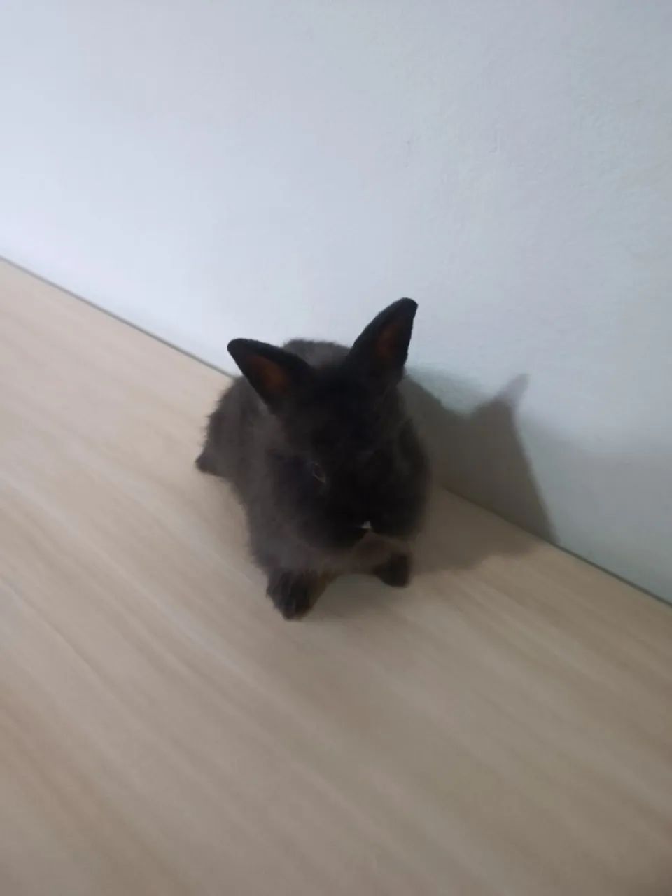 Mini Coelhos Lionhead - Foto 3