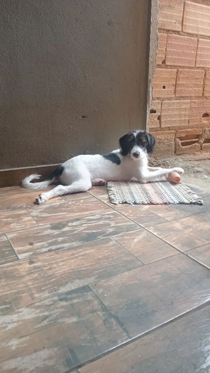 Doação de cachorra