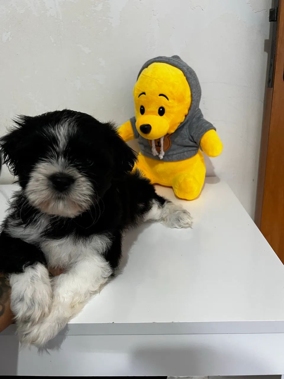 Filhotes de Shihtzu  - Foto 4