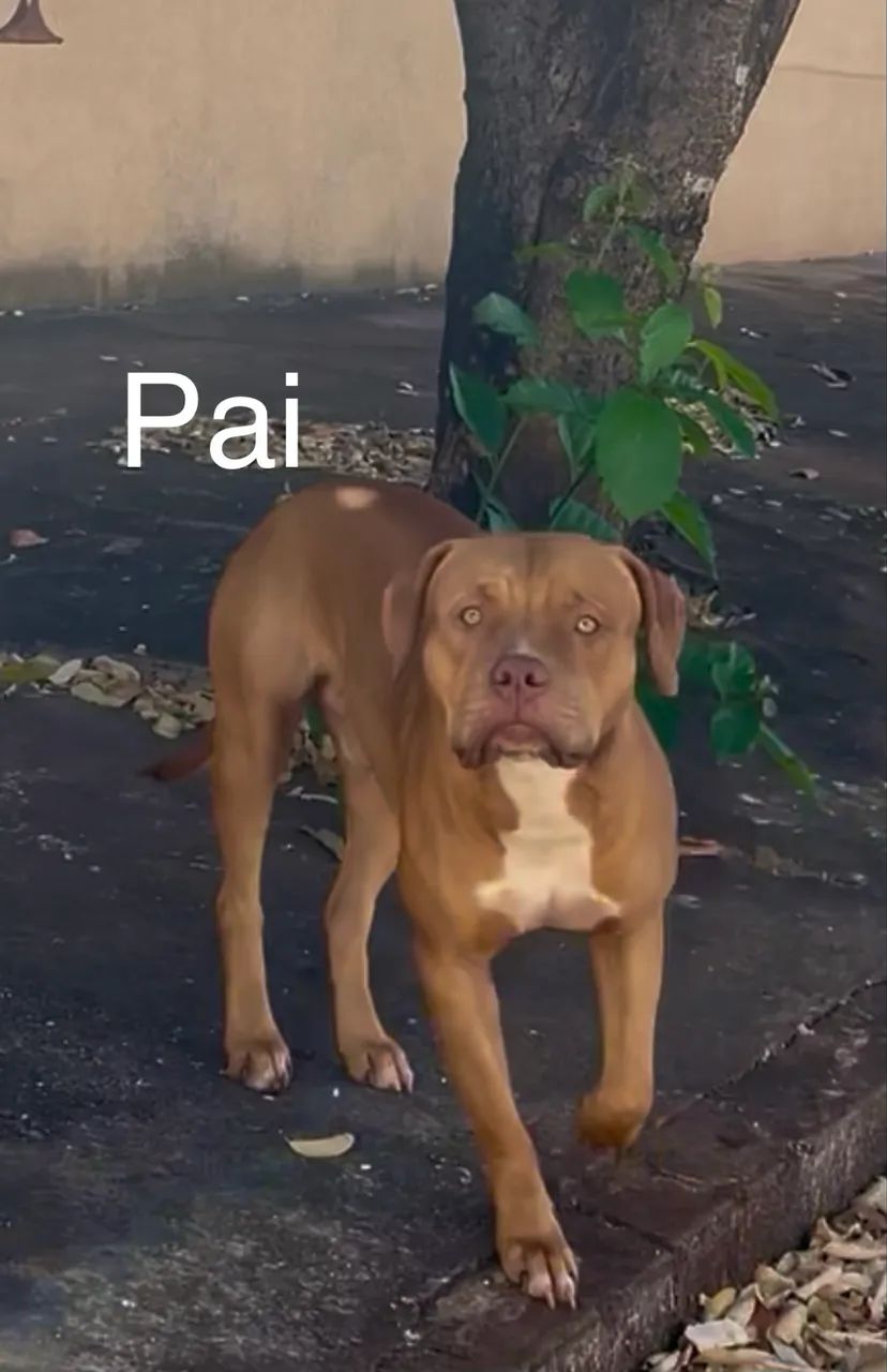Filhote de Pitbull  - Foto 4