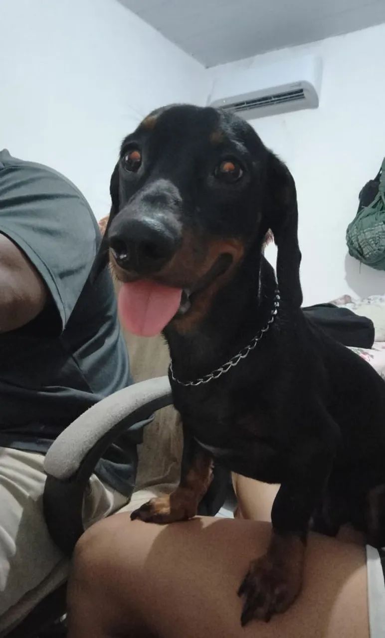 Dachshund (teckel) macho em busca de namorada  - Foto 4