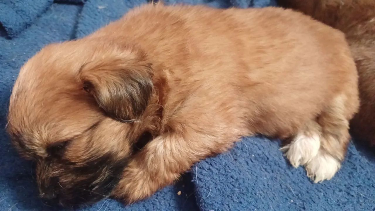 Filhotes de lhasa apso  - Foto 2
