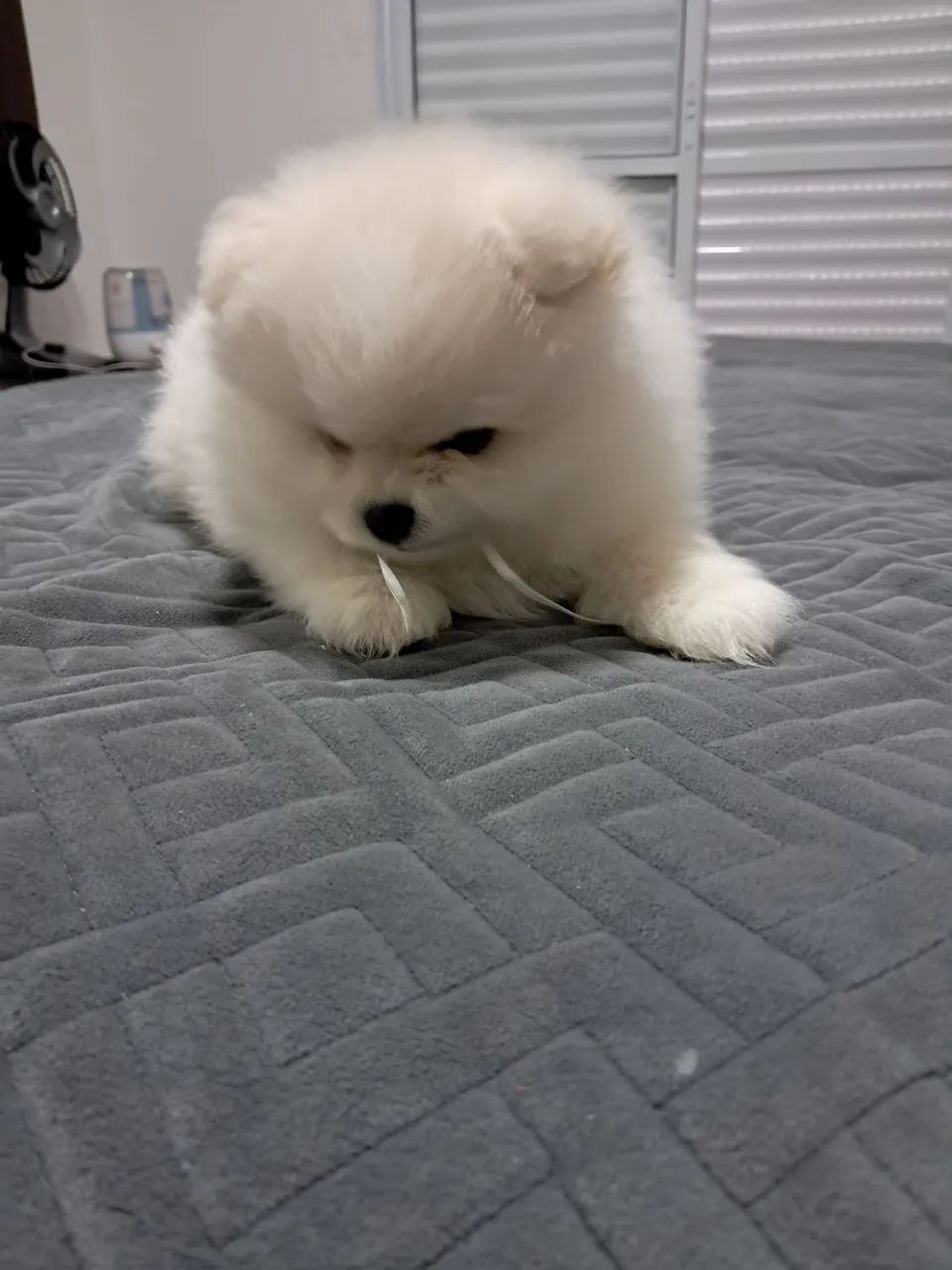 vendo 