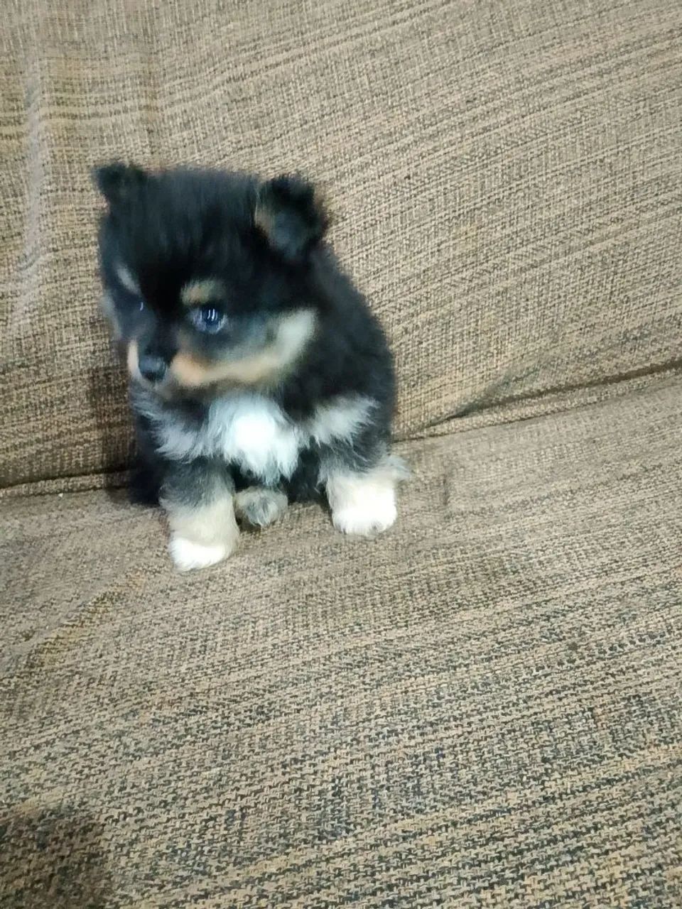 Spitz alemão macho