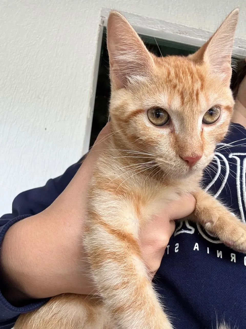 Doação de gato 