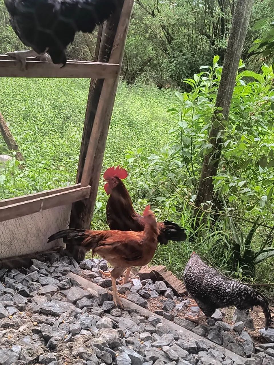 Frango caipira - Foto 2