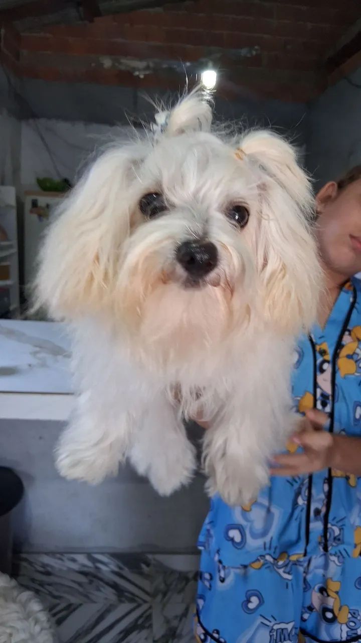 vende-se maltês mini - Foto 4
