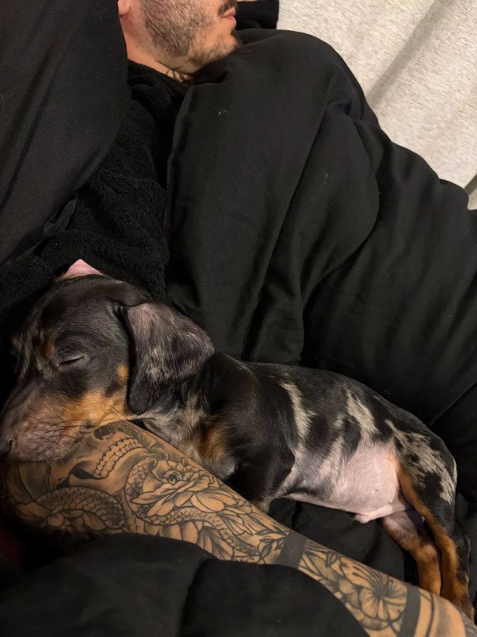 Vendo Dachshund Mofado