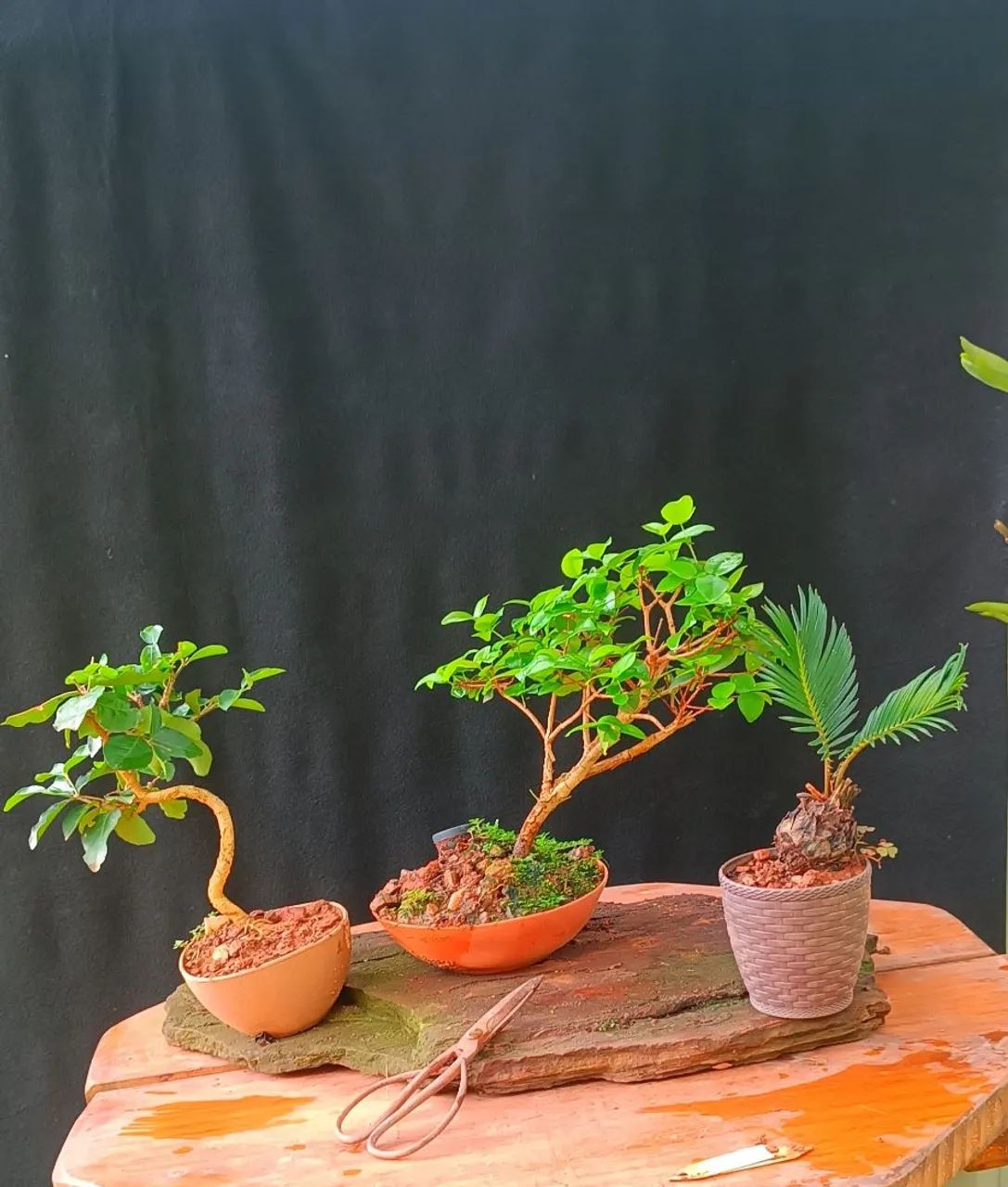 Kit Bonsai 8