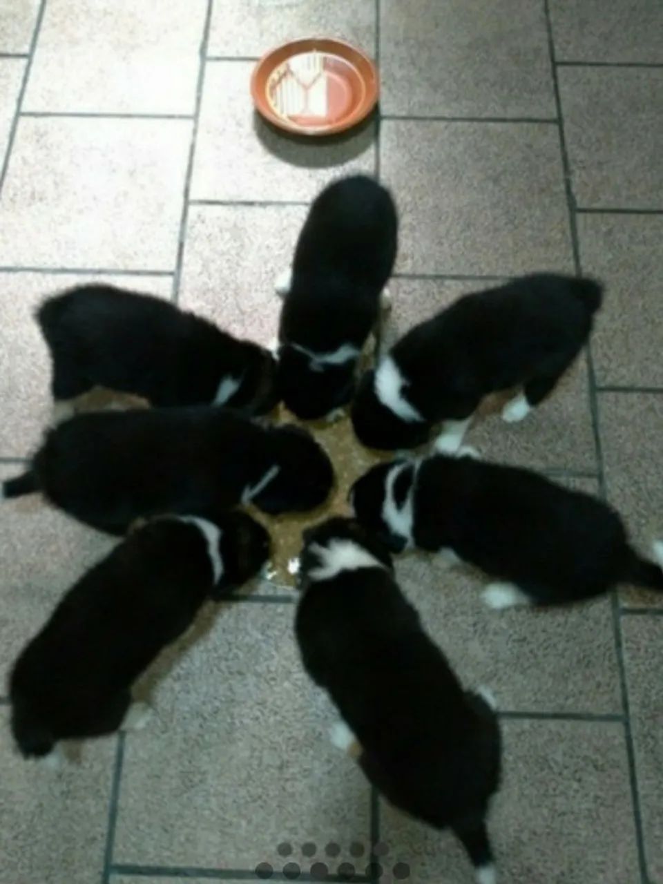 Filhotes Border Collies RESERVA  - Foto 2