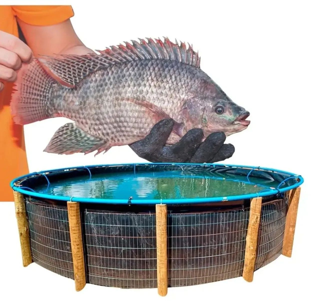 Bolsão de tanque para peixe - Foto 2