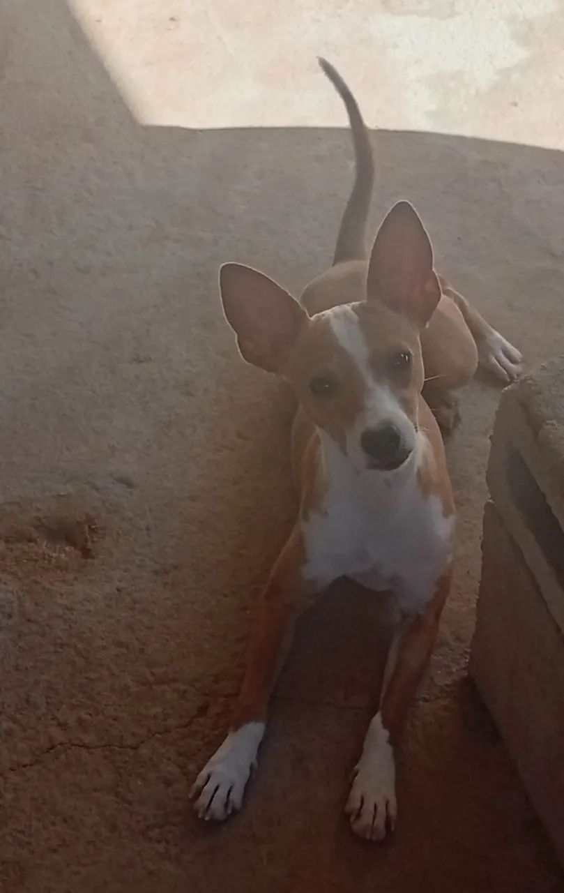 ADOÇÃO DE CACHORRO