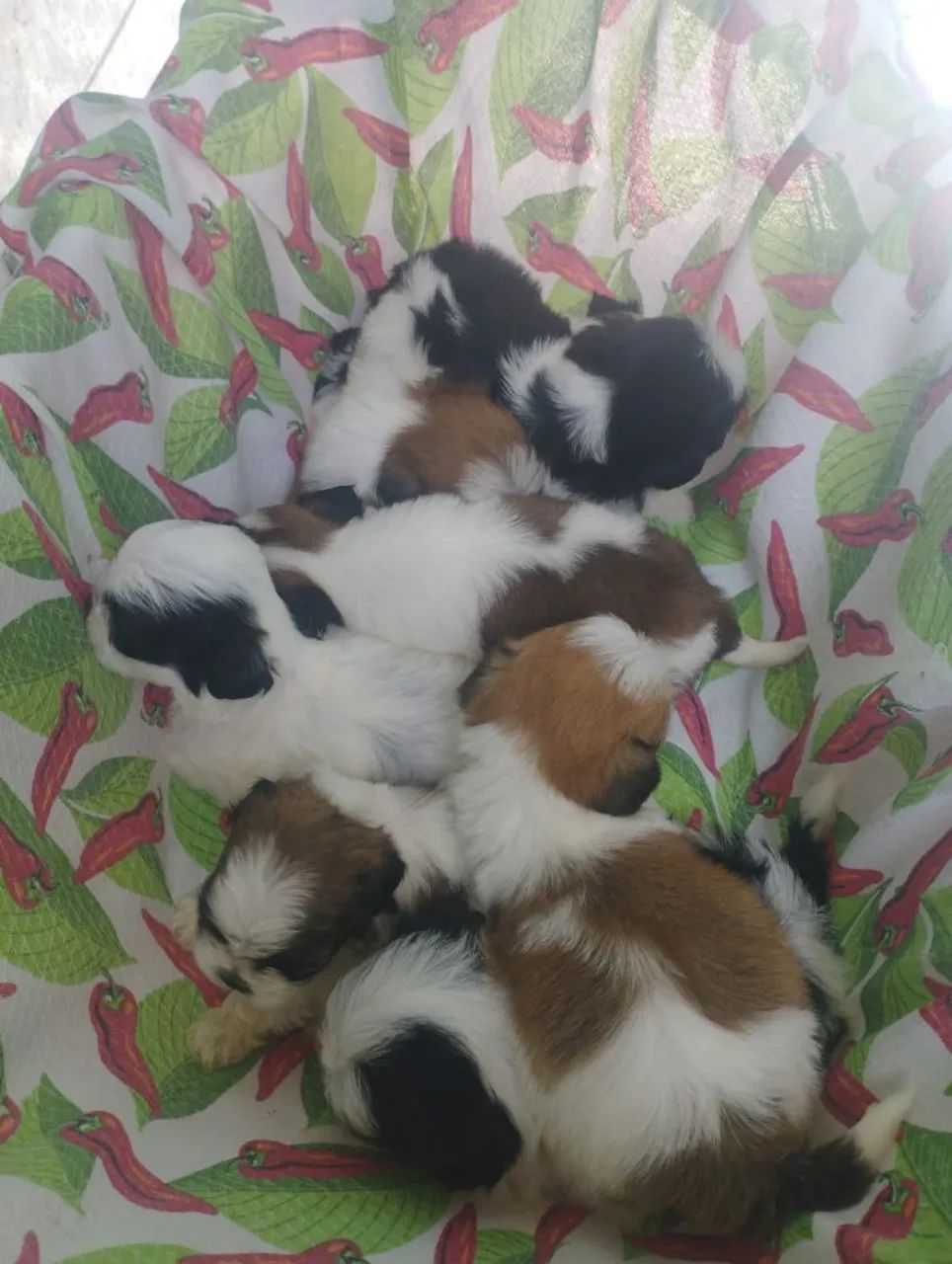 Vende se cães 