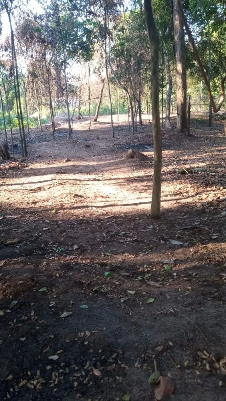 Terreno em Belterra com igarapé  - Foto 4