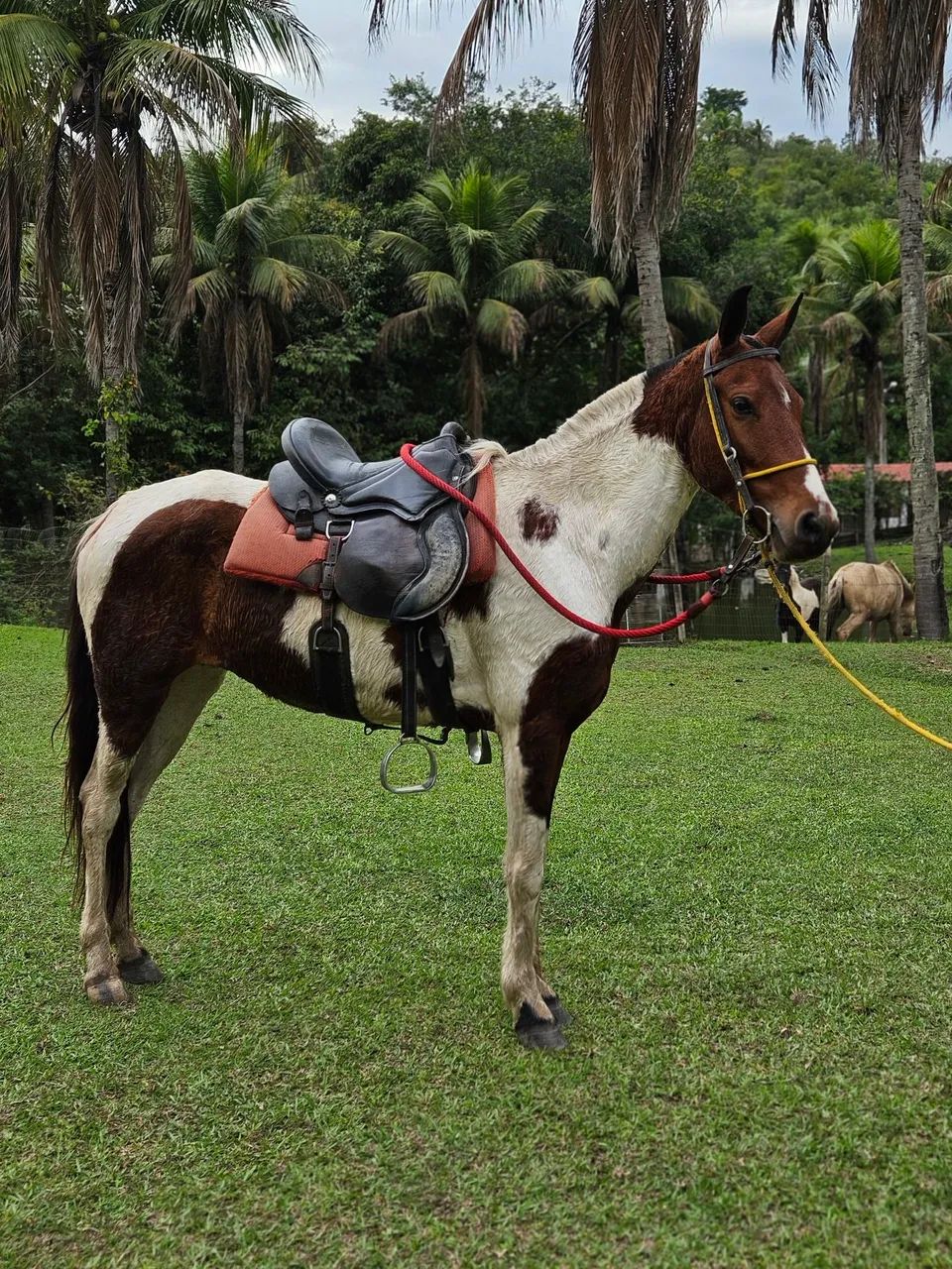 Egua pampa  - Foto 2