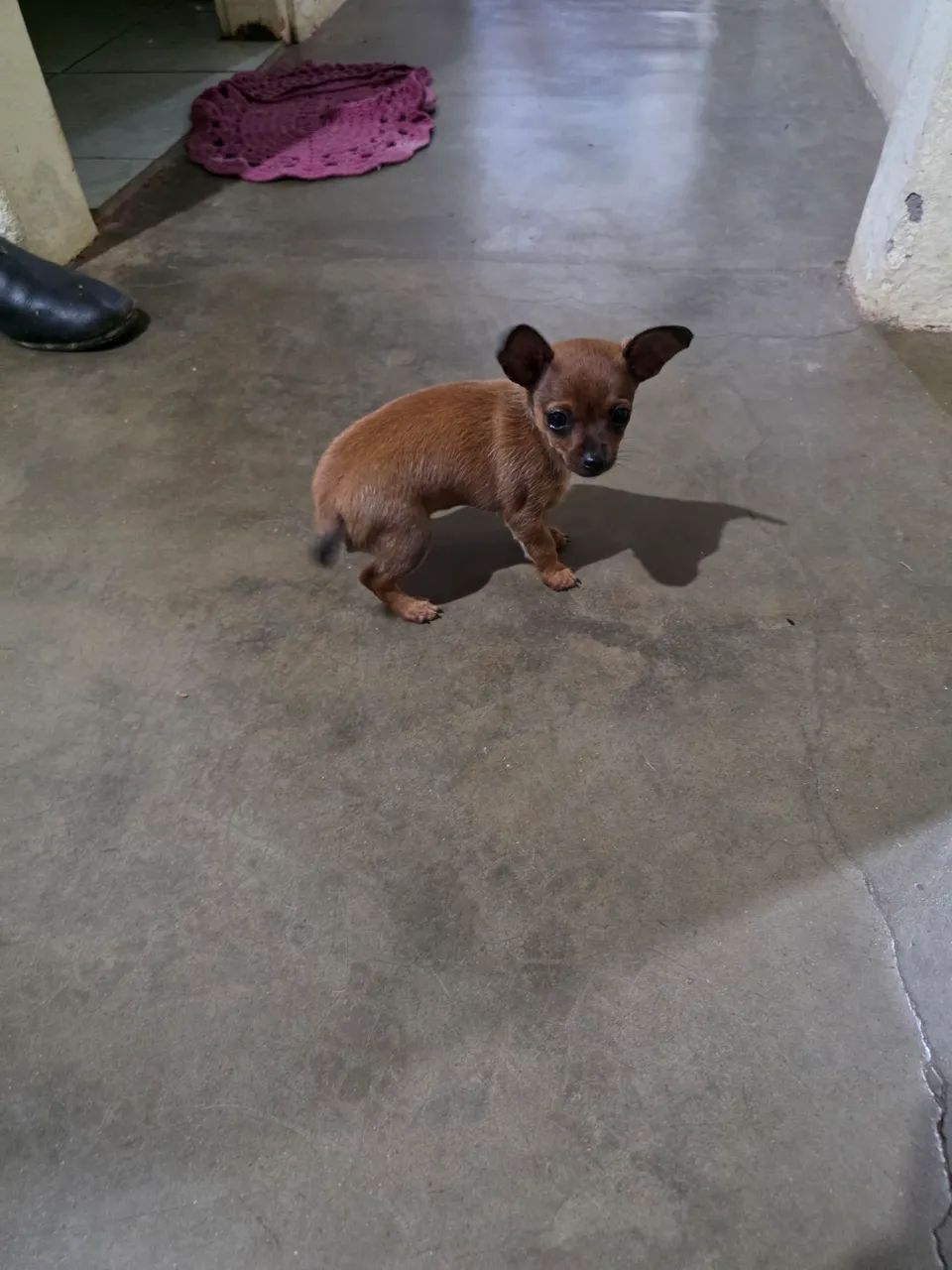 Pincher bem pequeno.  - Foto 4