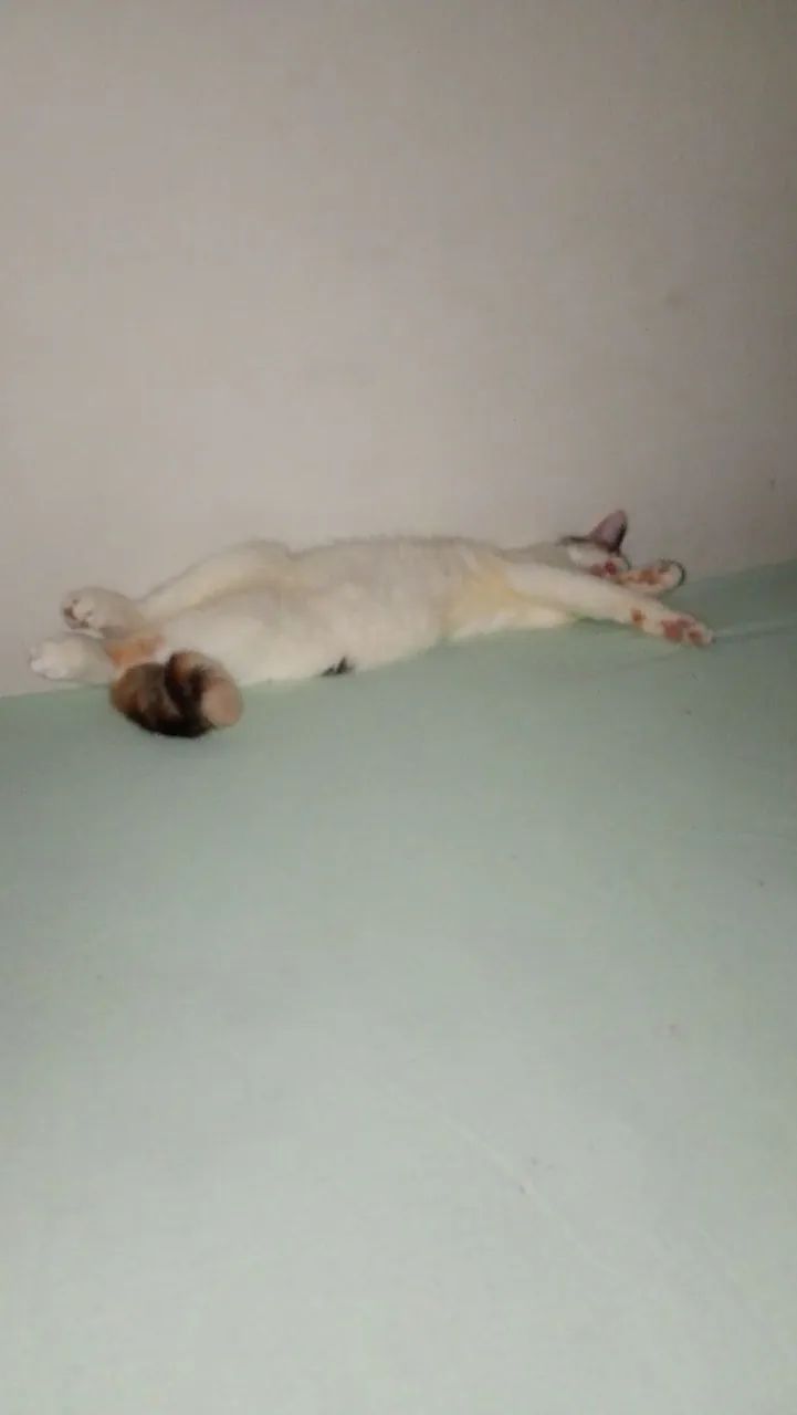 Gatinha para adoção  - Foto 2