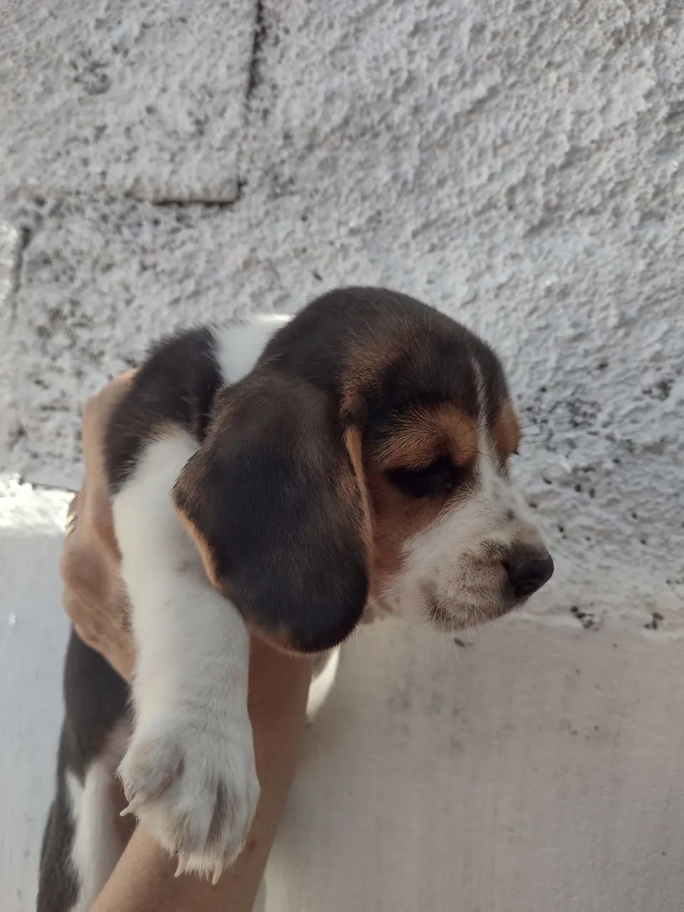 Beagle 13 polegadas c/ pedigree CBKC  - Foto 2