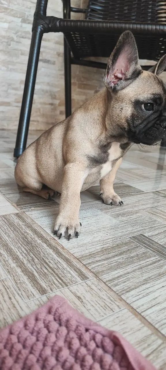 Buldog Francês Exótic Micro 