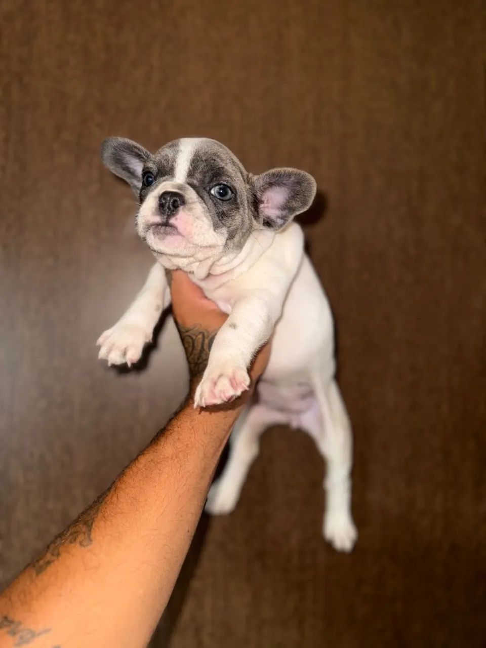 Bulldog francês  - Foto 5