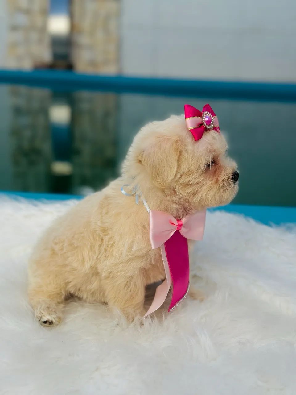 Lhasa apso fêmea  - Foto 3