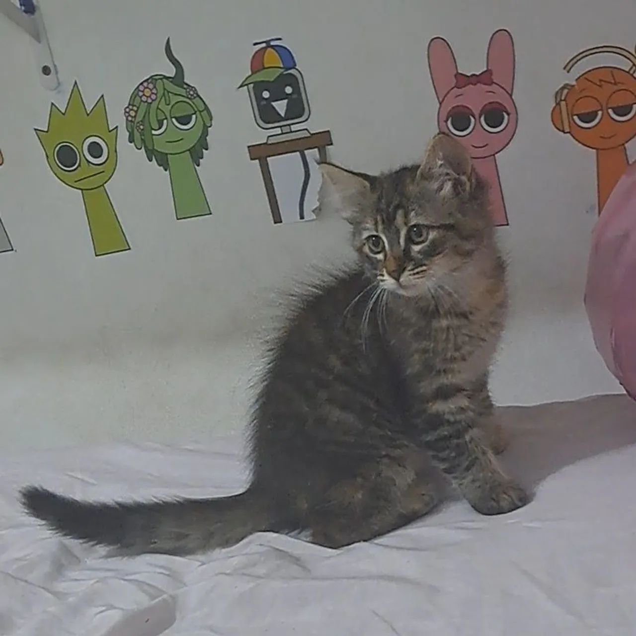 Gatinha para adoção  - Foto 2