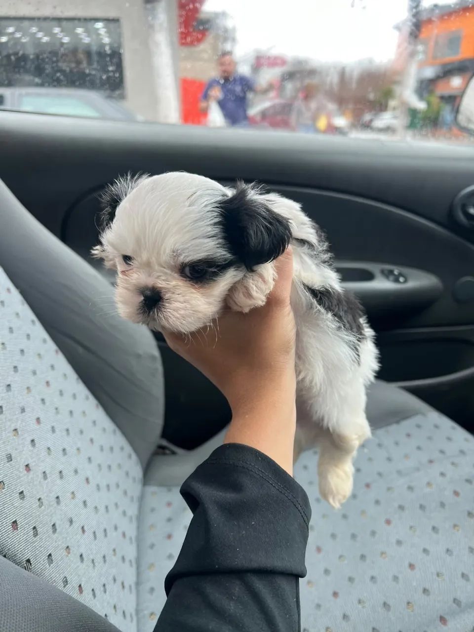 Shihtzu mini Pandinha  - Foto 2