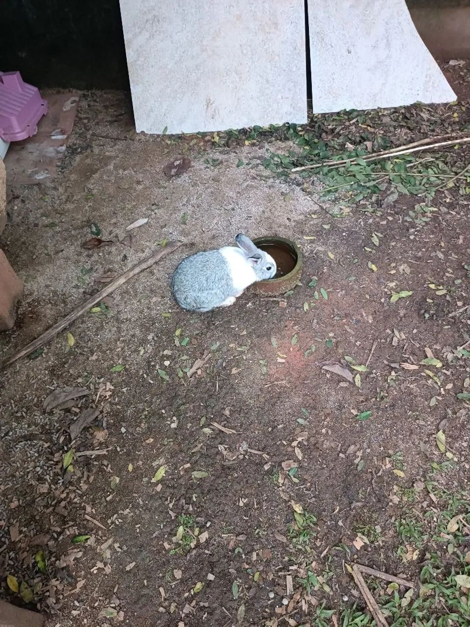 Doação 3 coelhinhos 
