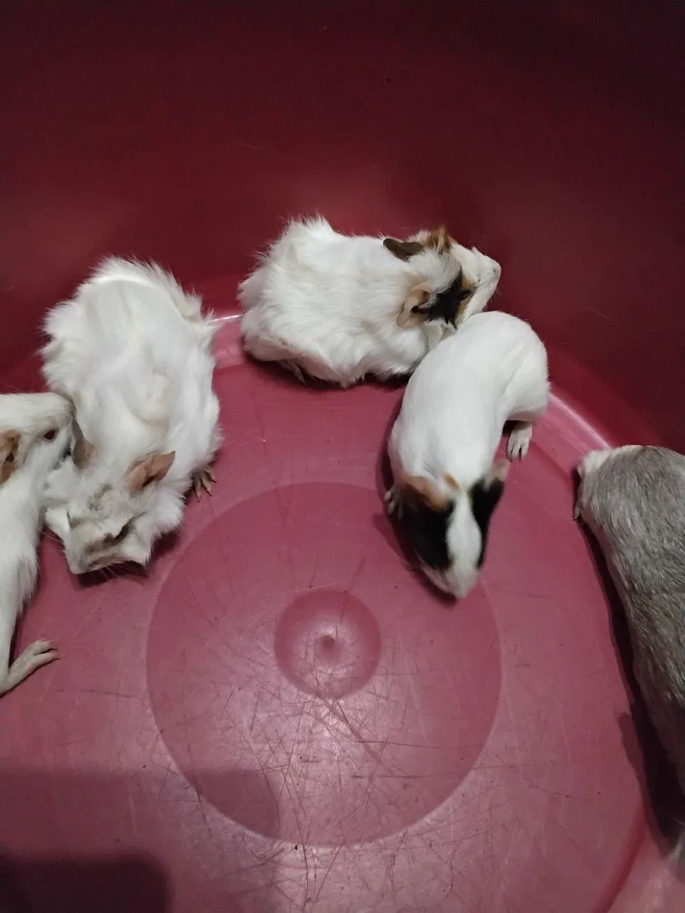 Porquinho da Índia  - Foto 3