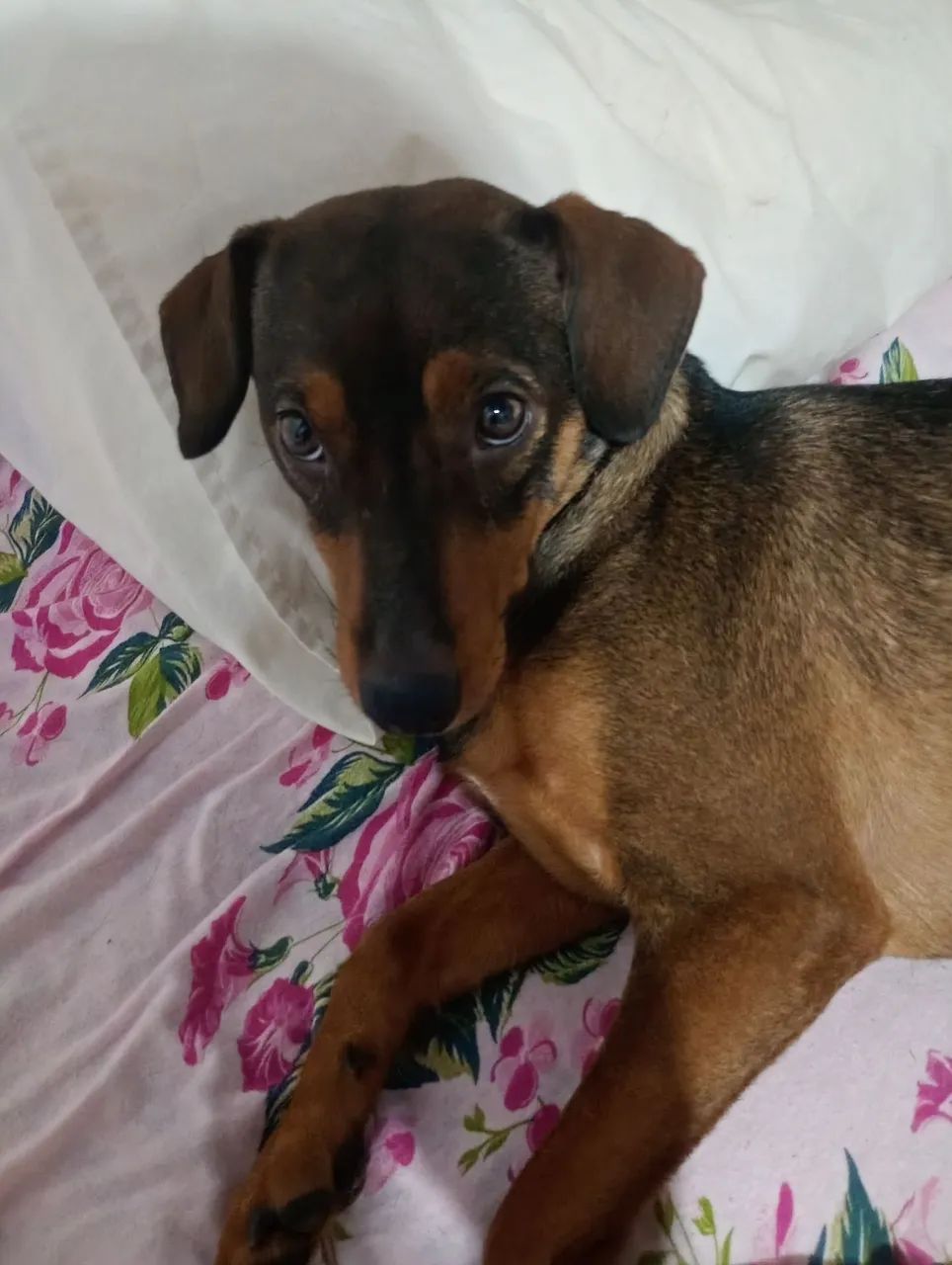 Mohamed para doação  - Foto 2