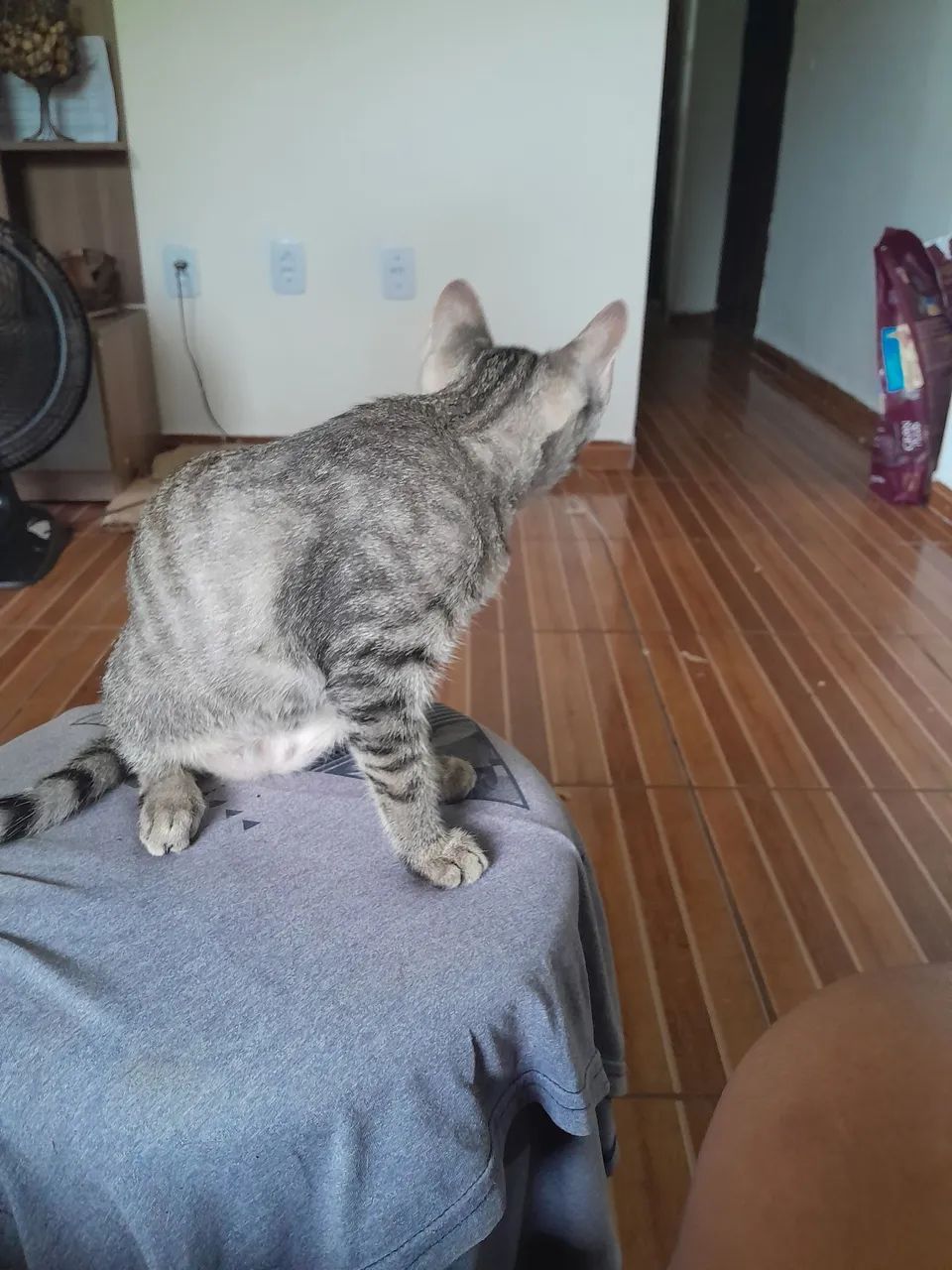 Adoção de Gatinha - Foto 4