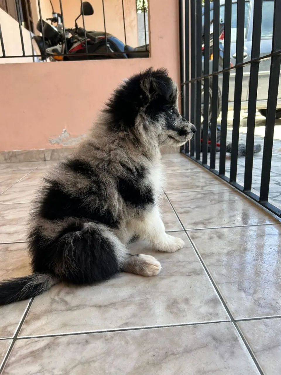 Border Collie  - Foto 2