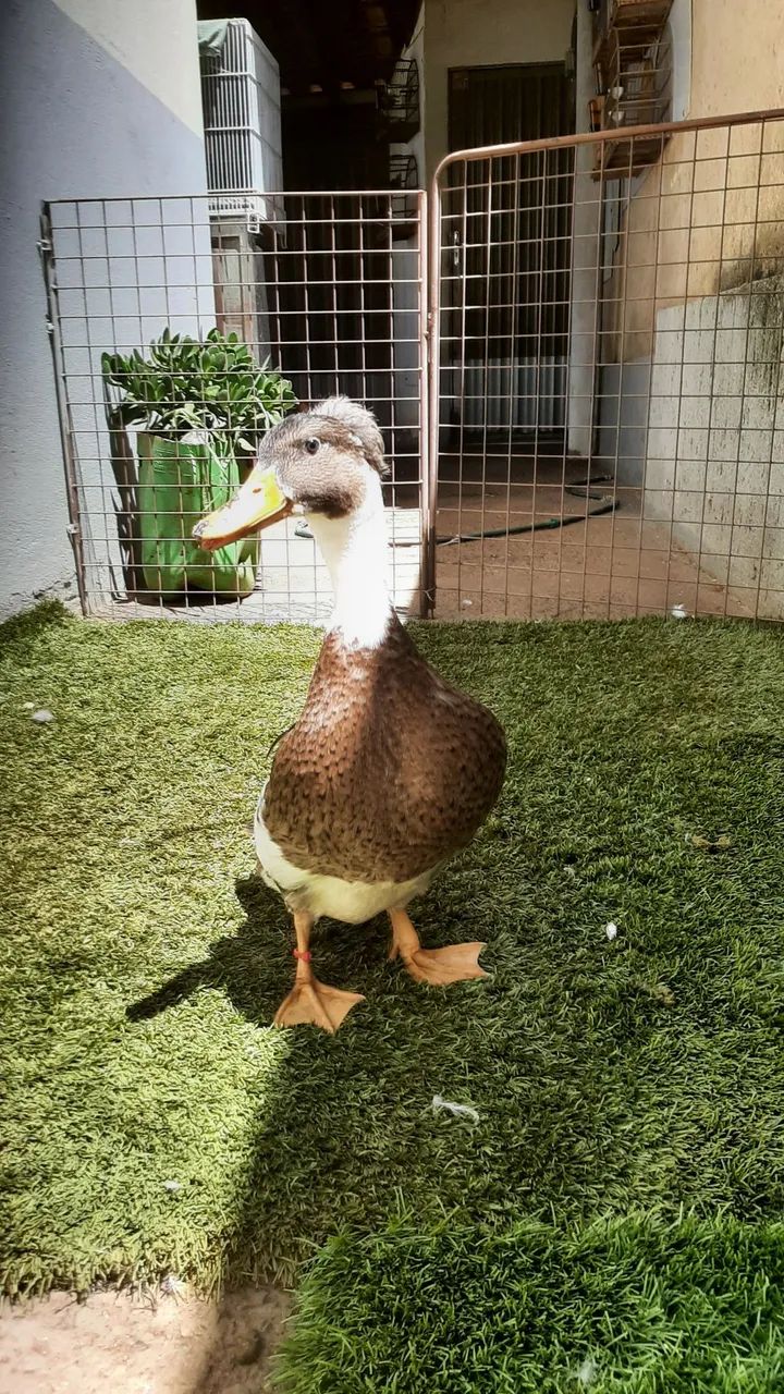 Marrecos . - Foto 4