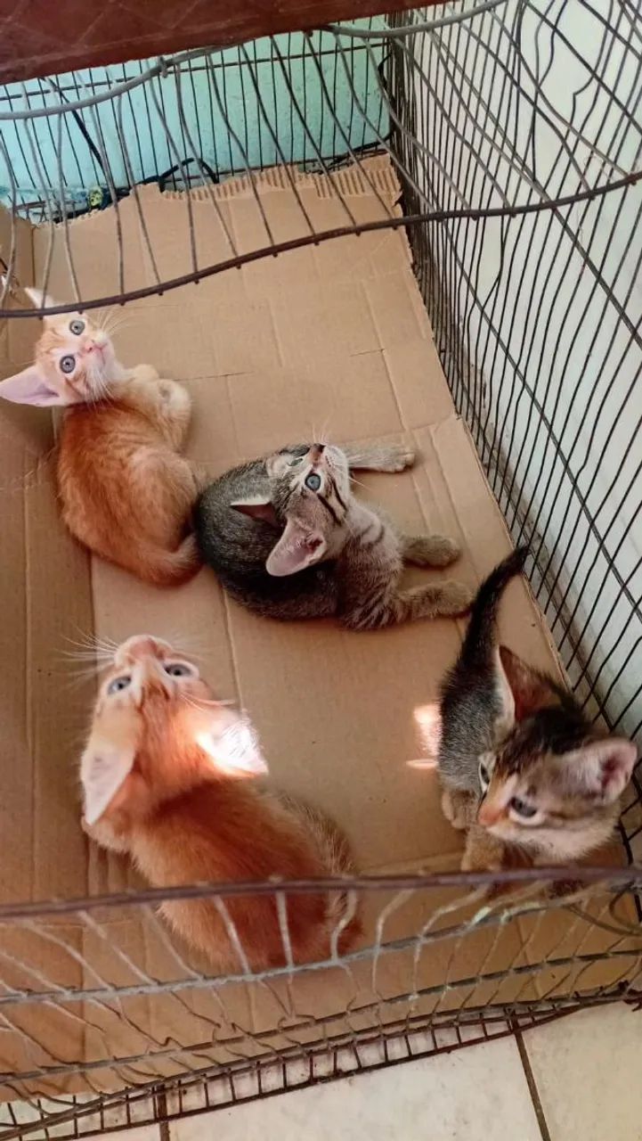 Gatos - Foto 5