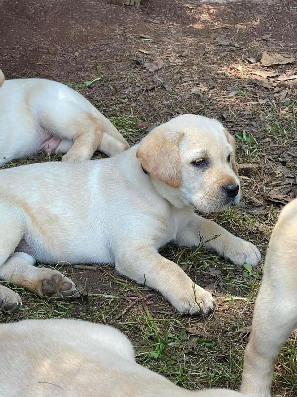 Labrador filhotes 