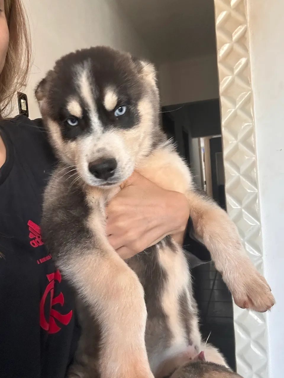 Husky Siberiano - Macho 